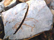 vn03aytz.jpg (26526 bytes)